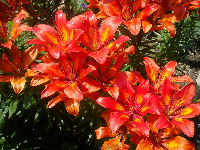 DSC01122 - florile mele