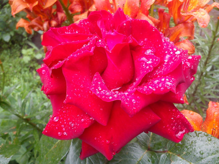 DSC01135