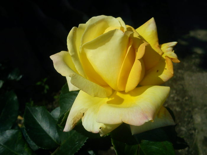 DSC01137 - florile mele