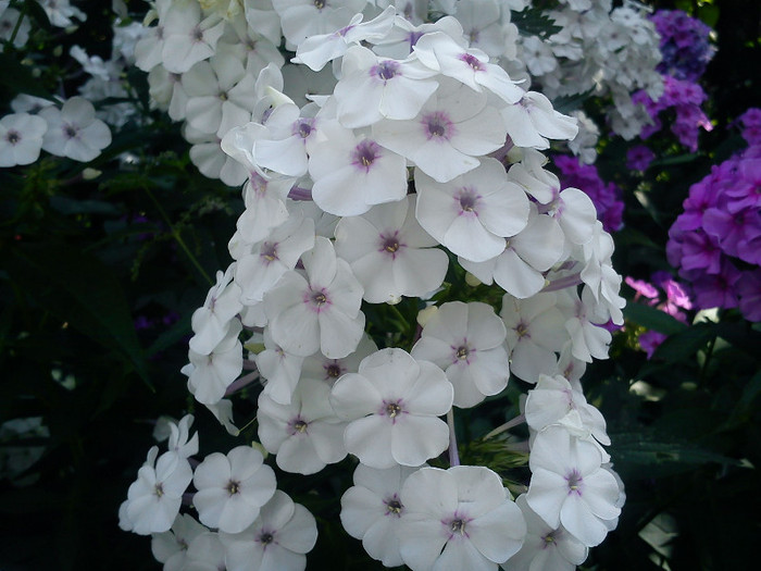 DSC01232 - florile mele