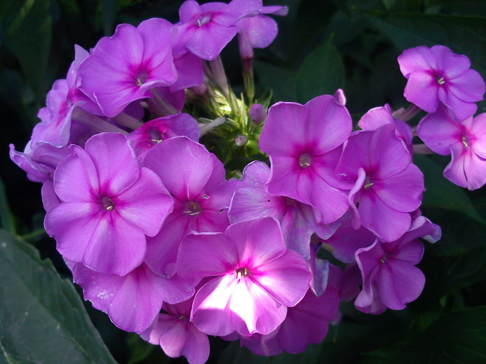 DSC01234 - florile mele
