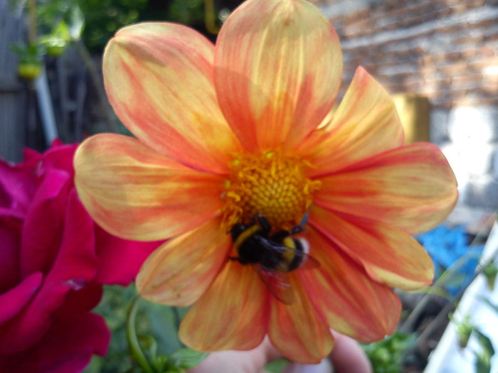 DSC01241 - florile mele