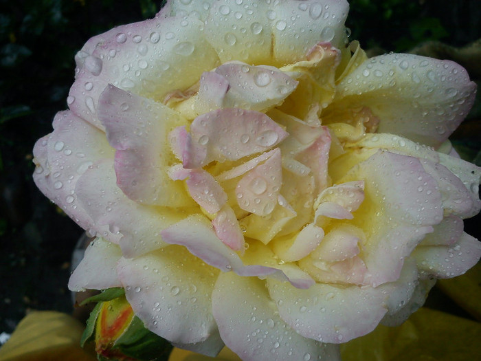 DSC01265 - florile mele