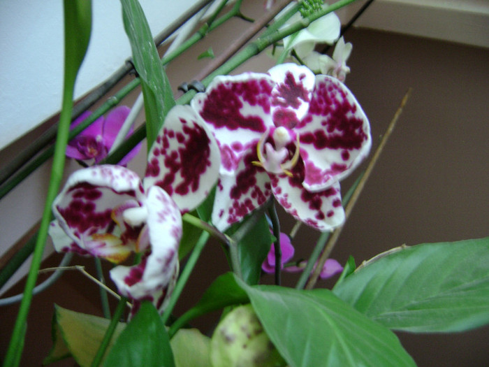 DSC08637 - orhidee 2012