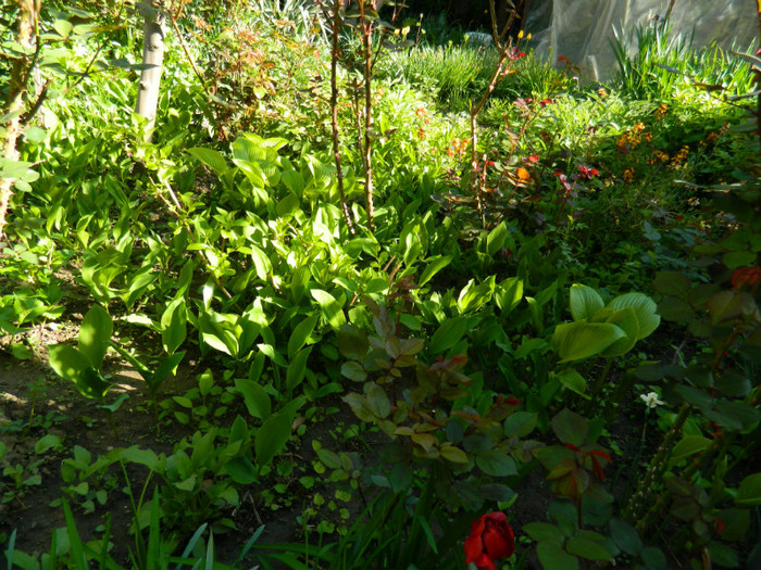 DSCN3860 - Aprilie 2012 Albumul 2