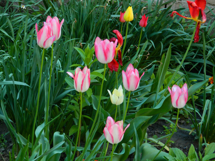 DSCN3861 - Aprilie 2012 Albumul 2