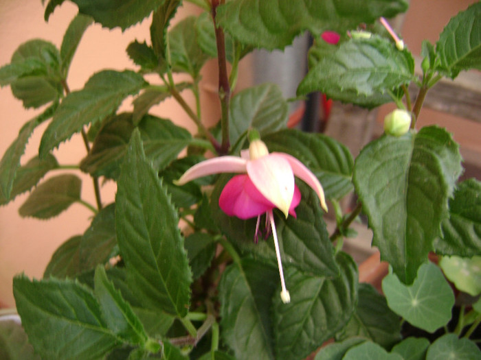 DSC08631 - Fuchsia