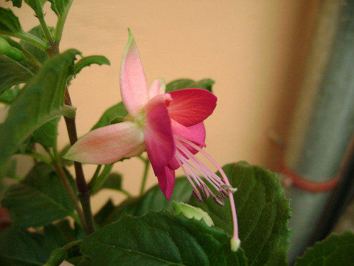 DSC08629 - Fuchsia