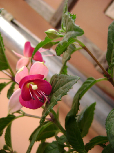 DSC08630 - Fuchsia