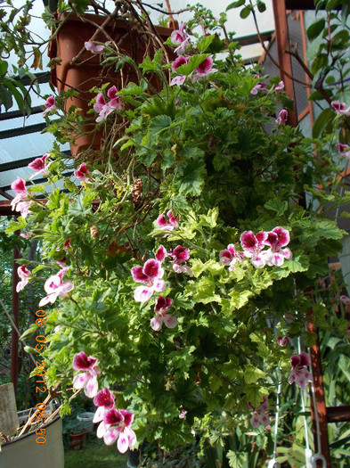 DSCN1755 - flori diverse