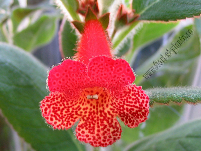 Kohleria HCY´s Berry Valley; 2012
