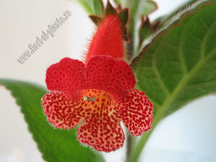 Kohleria HCY´s Berry Valley; 2012
