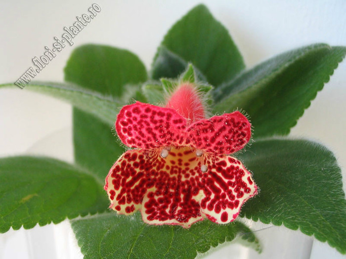 Kohleria HCY´s Black Moon; 2012
