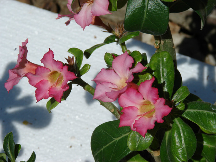 DSC09297 - Adenium