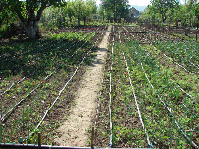 aprilie 2012 - Gradina de legume