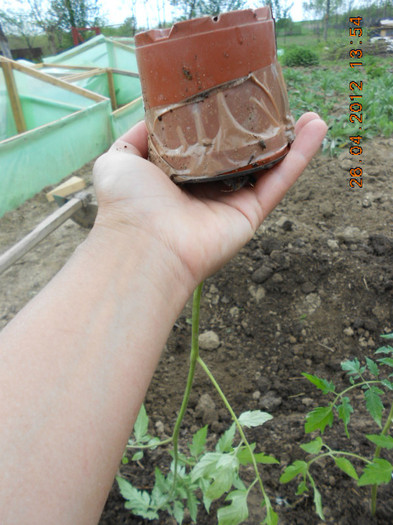 plantare rasad de rosii