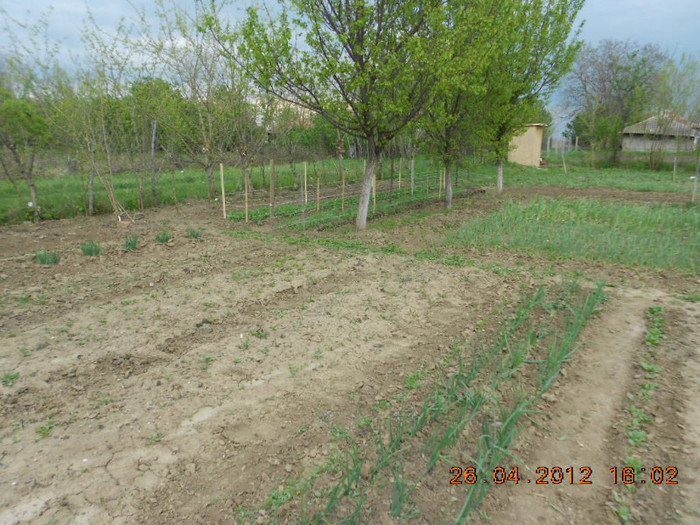 DSCN2313 - Gradina mea de legume