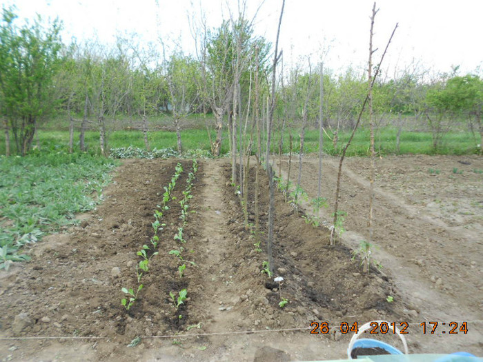 rosii si varza - Gradina mea de legume