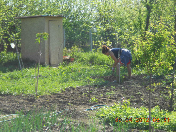 la plivit de buruieni - Gradina mea de legume