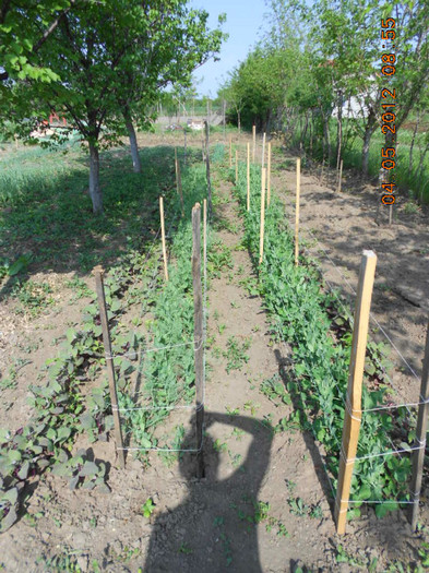 mazare si loboda rosie - Gradina mea de legume