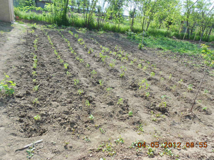 rasadul de rosii plantat - Gradina mea de legume