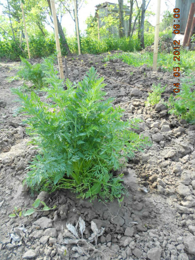 morcovi de samanta - Gradina mea de legume