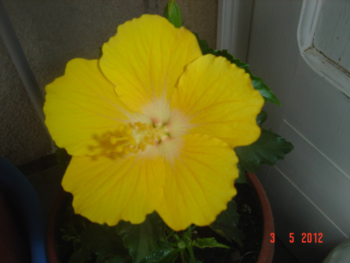 poze 485 - 09-2012-HIBISCUS