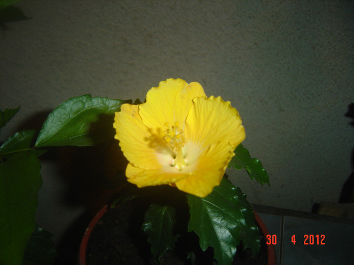 poze 478 - 09-2012-HIBISCUS
