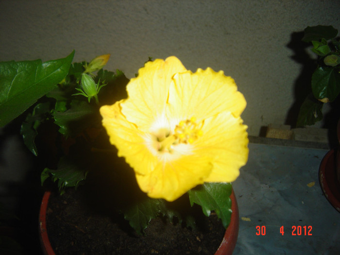 poze 479 - 09-2012-HIBISCUS