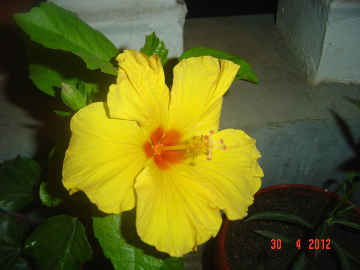 poze 480 - 09-2012-HIBISCUS