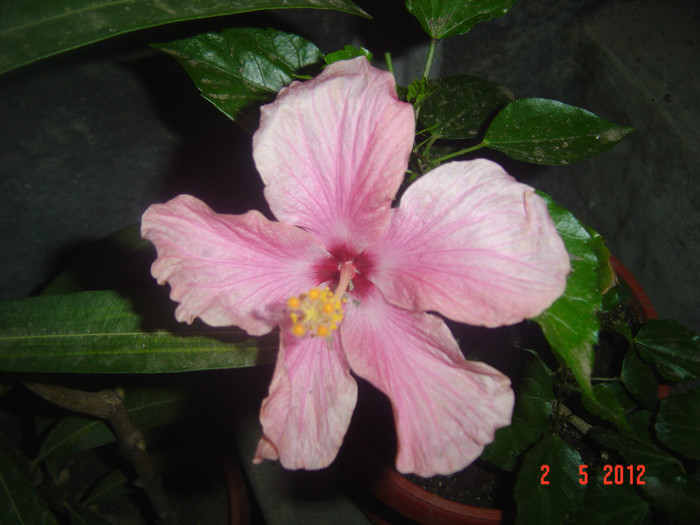 poze 484 - 09-2012-HIBISCUS