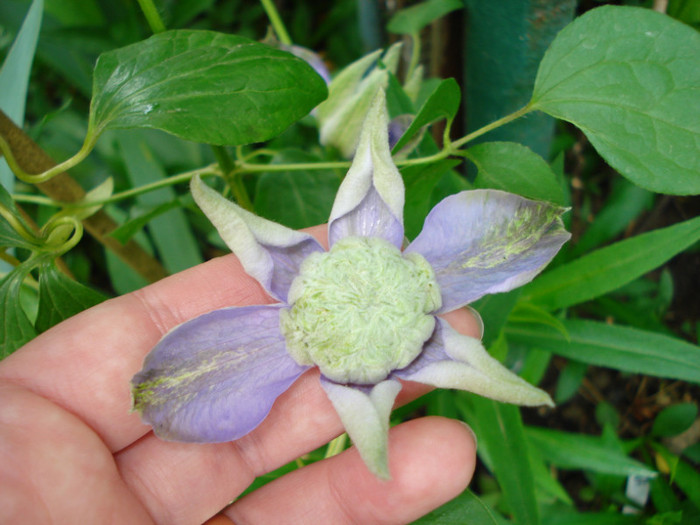 incepe "Blue Light" - Clematis 2012