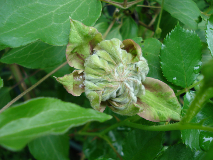 si "Patricia Ann Fretwell" - Clematis 2012