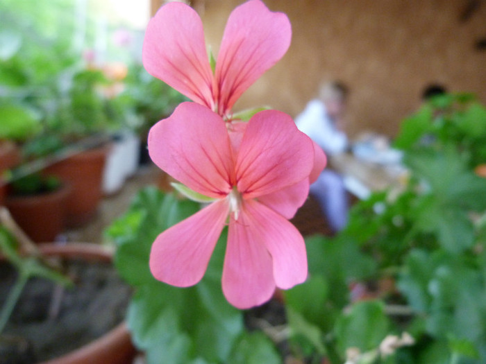 P1050402