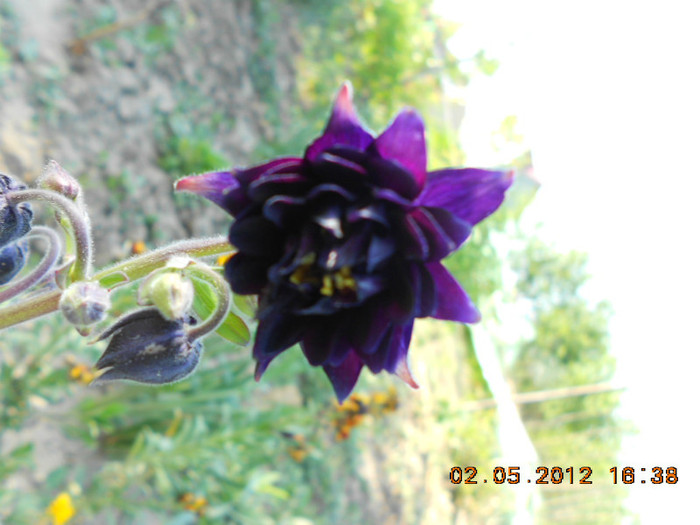 DSCN2638 - Aquilegia-caldaruse