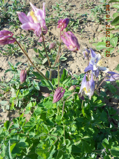 DSCN2644 - Aquilegia-caldaruse