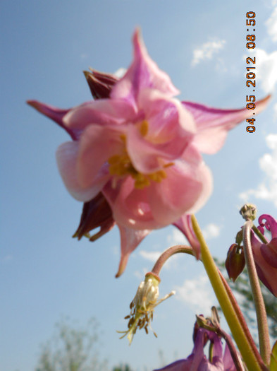 DSCN2654 - Aquilegia-caldaruse