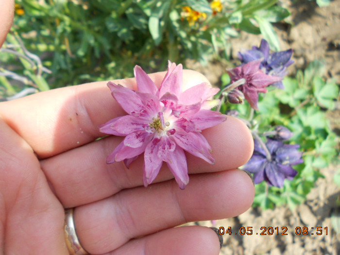 DSCN2658 - Aquilegia-caldaruse