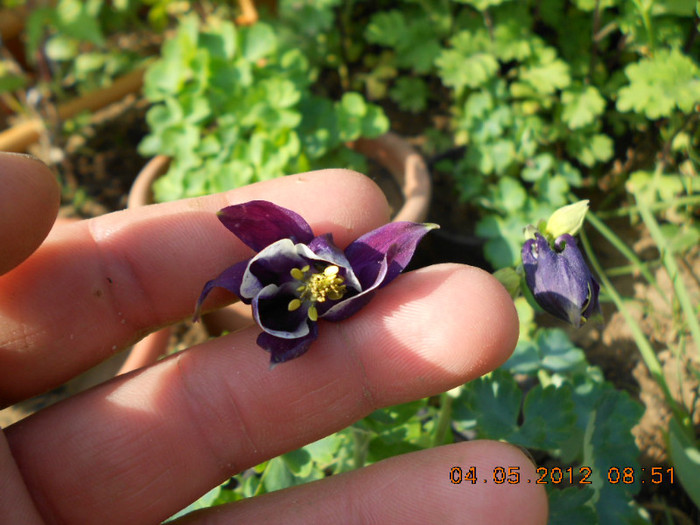 DSCN2660 - Aquilegia-caldaruse