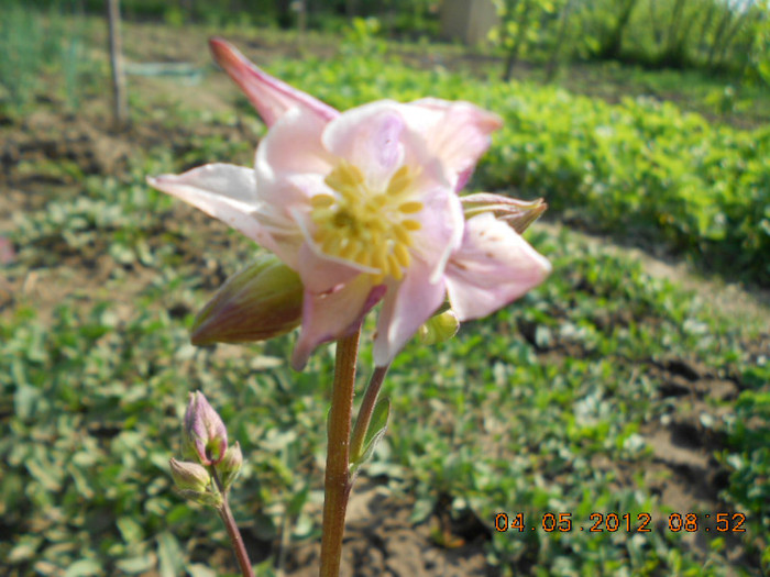 DSCN2666 - Aquilegia-caldaruse