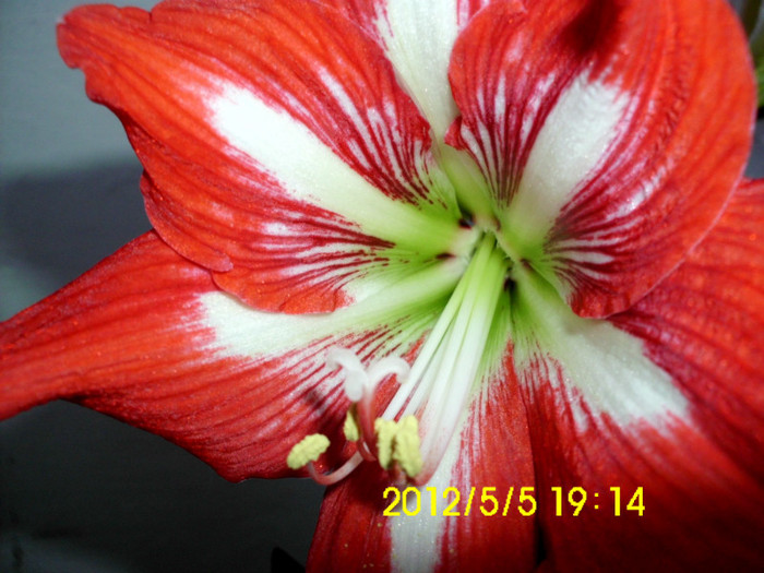 IMG_5314 - Amaryllis 2011-2012