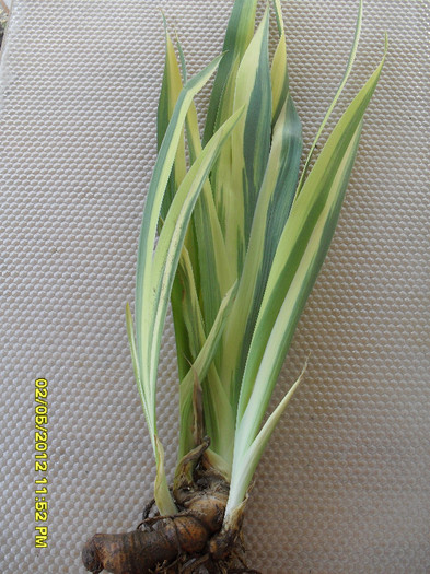 Iris pallida variegata - Multumesc _ michaela40