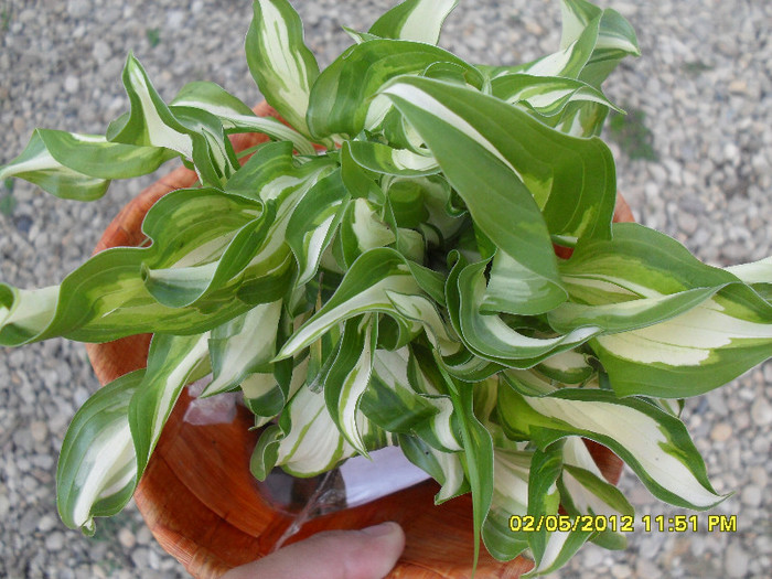 Hosta Undulata "Medio-variegata" - Multumesc _ michaela40