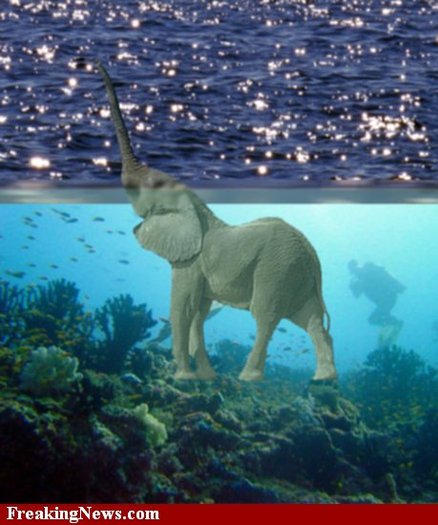 Elephant-Loch-Ness-Monster--29661 - poze amuzante