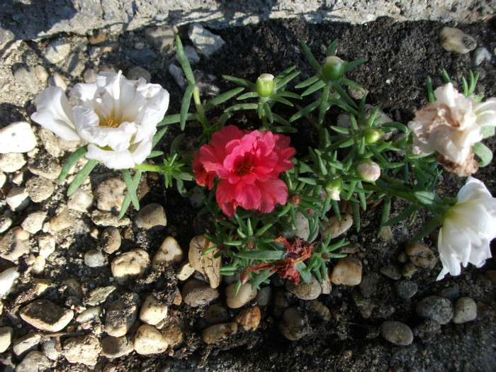 Picture 062 - Flori de piatra