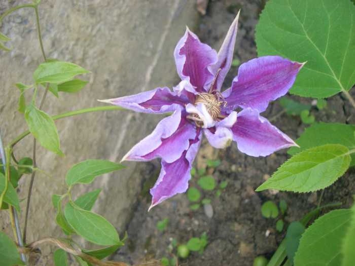 CIMG4921 - clematite 2012