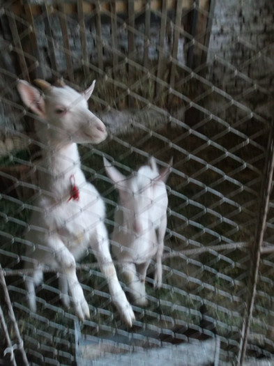 AM CORNITZE, DAR SUN IADA