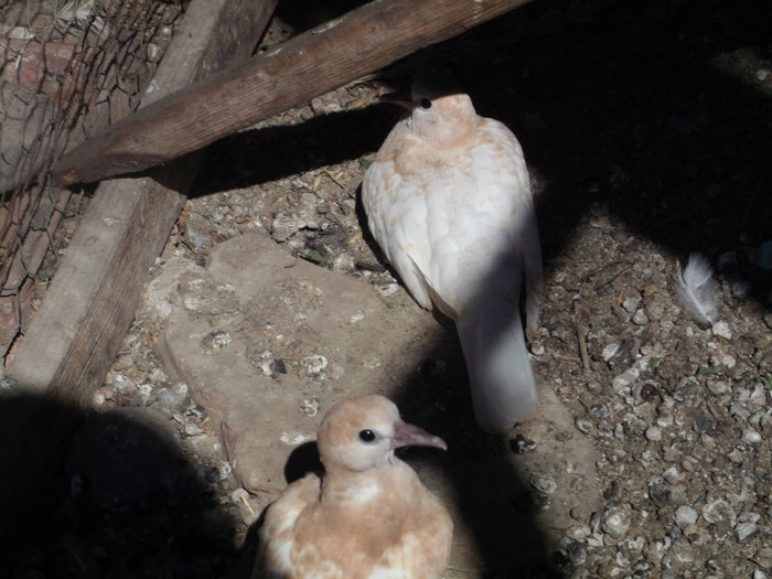 VOI CINE MAI SUNTETI??