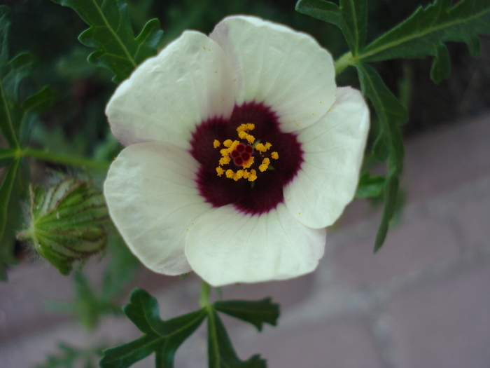 Hibiscus trionum 28aug2009 - WHITE WILDFLOWERS