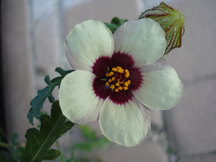 Hibiscus trionum 25sep2009 - WHITE WILDFLOWERS